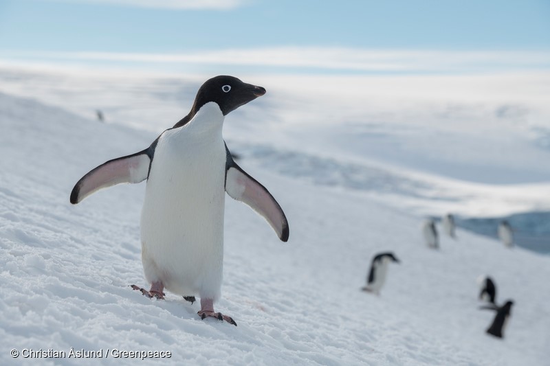 One of the largest Adélie penguin colonies in Antarctica is situated in Hope Bay on Trinity Peninsula, which is the northernmost part of the Antarctic Peninsula. Just outside Hope Bay, the Antarctic Sound connect the Bransfield Strait to the Weddell Sea. In this area, Greenpeace is about to conduct submarine-based scientific research to strengthen the proposal to create the largest protected area on the planet, an Antarctic Ocean Sanctuary.