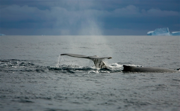 Diving Humpback whale in the Southern Ocean