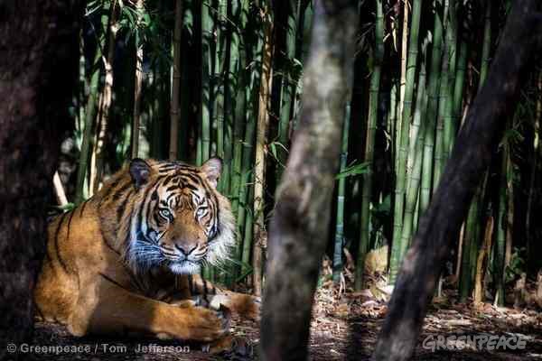Utrotningshotad tiger i Indonesien