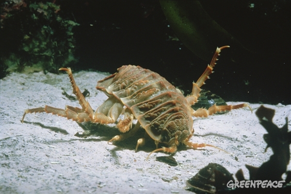 Antarktisk jätteisopod Antarktisk jätteisopod