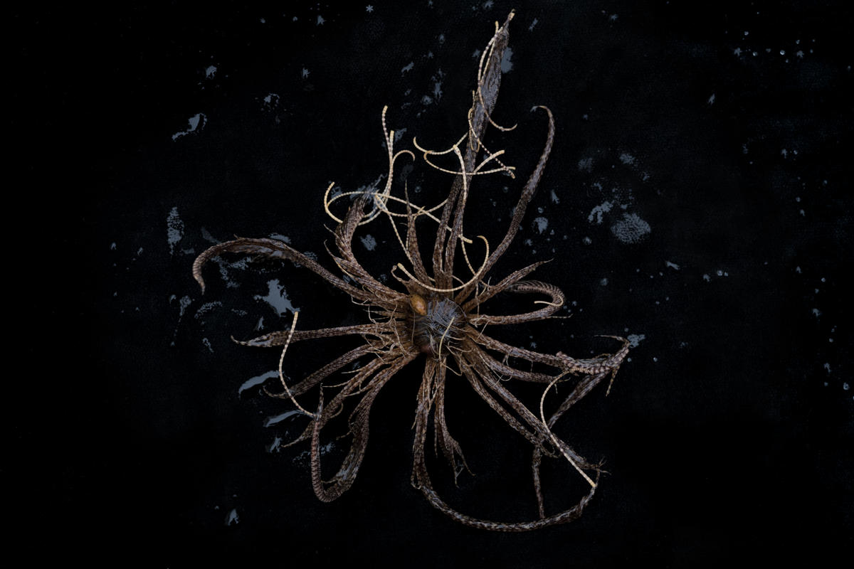 Antarctic Feather Star in Antarctic Sound. © Christian Åslund