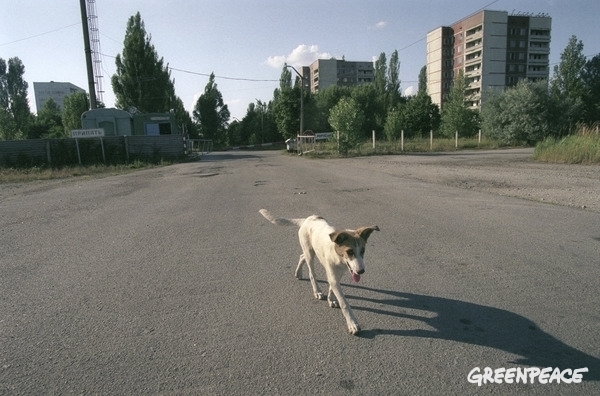 Herrelös hund i Pripyat. © Vaclav Vasku / Greenpeace