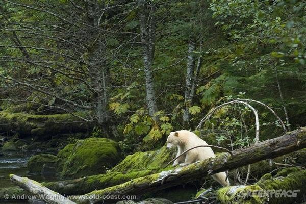 Spirit Bear in Great Bear Rainforest