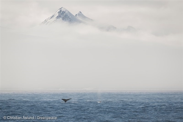 Dimma som omger bergen och knölvalar som bryter mot ytan i Hope-bukten, Antarktis. Greenpeace bedriver undersökningsbaserad forskning för att stärka förslaget att skapa det största skyddade området på planeten.