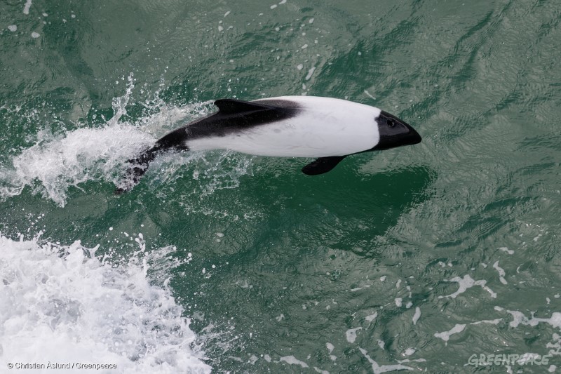 En Commersons delfin (Cephalorhynchus commersonii) gör vårt fartyg sällskap. På grund av sin teckning brukar den också kallas för skunkdelfin!