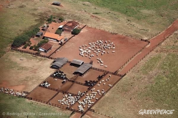 En stor farm med nötkreatur i Brasilien