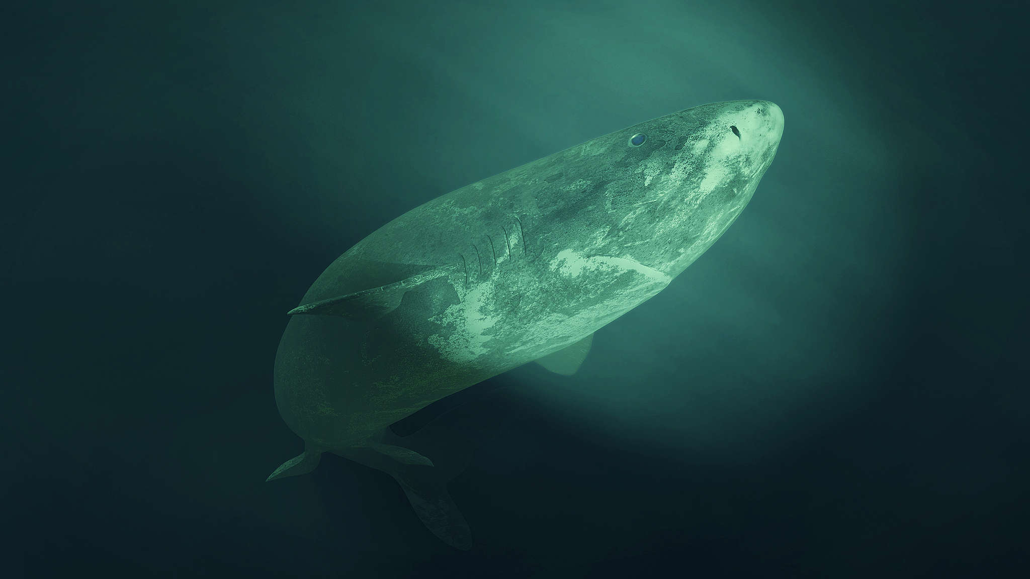 visste-du-om-dessa-otroliga-djur-som-lever-i-v-ra-hav-greenpeace-sweden