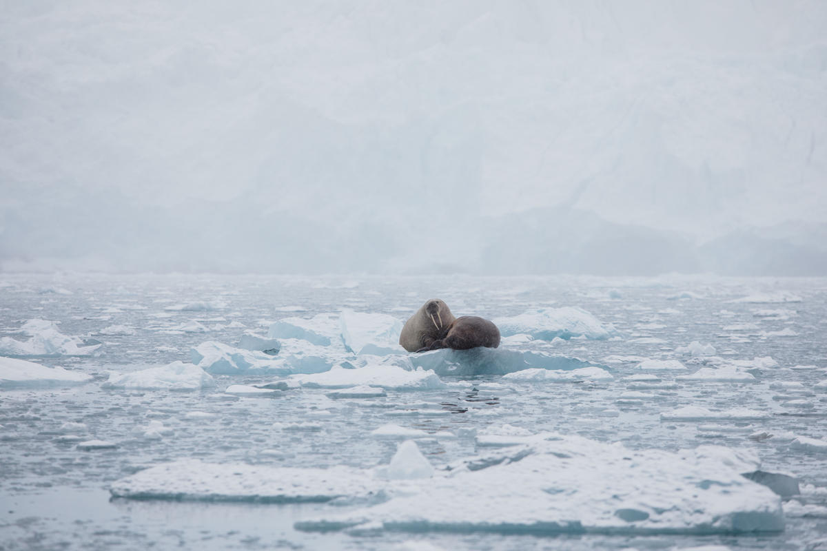 Protect the Oceans Expedition - Arctic Leg. © Denis Sinyakov / Greenpeace