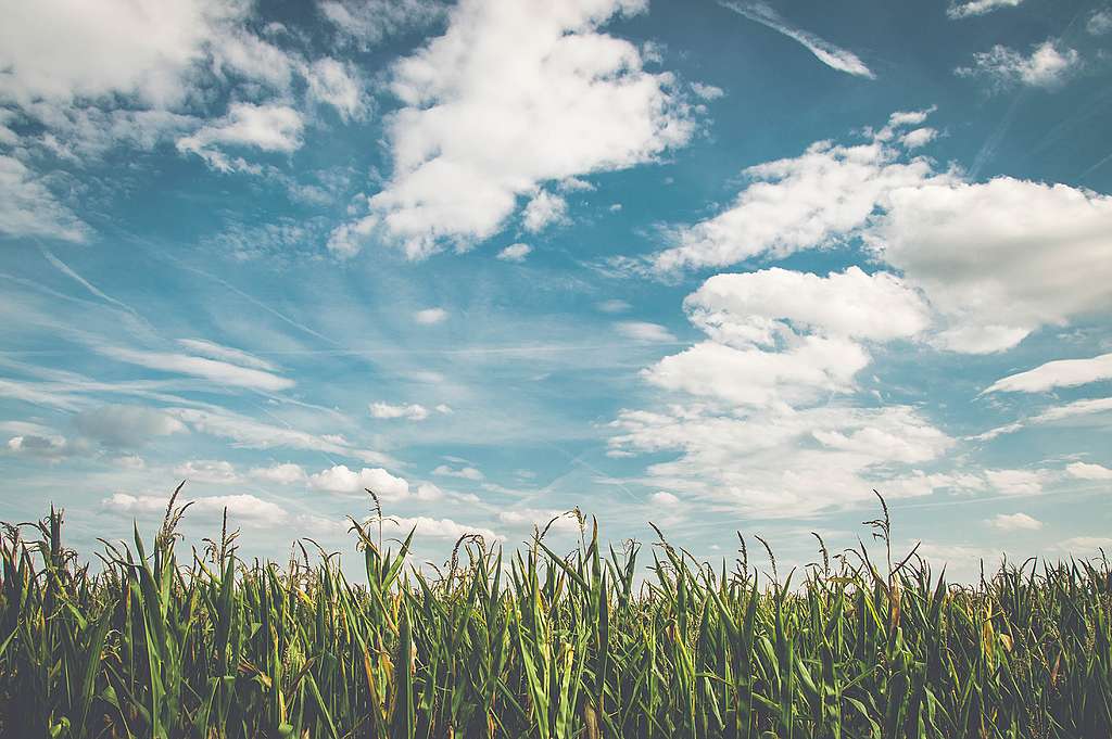 Corn-fields-under-white-clouds-with-blue-sky-during-daytime