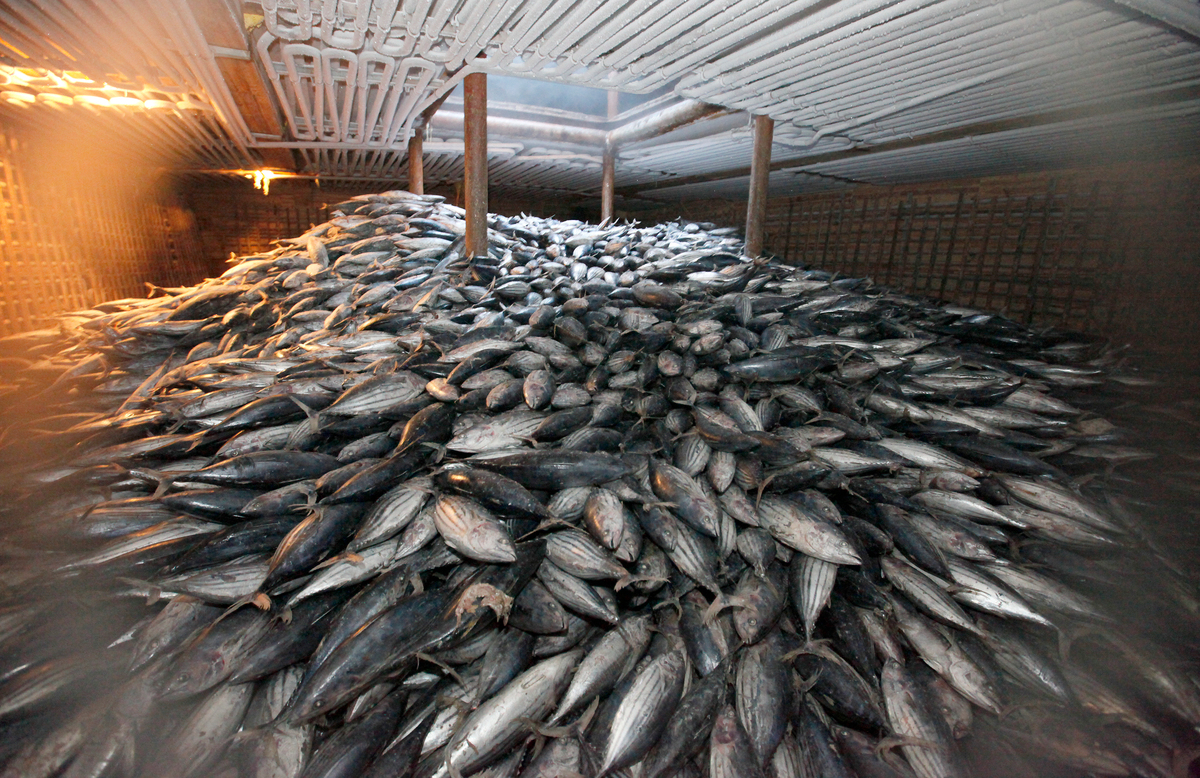 Illegal Pacific Tuna Transhipment. © Alex Hofford / Greenpeace