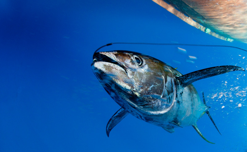 Den gulfenade tonfisken i den Indiska oceanen riskerar att utrotas. 