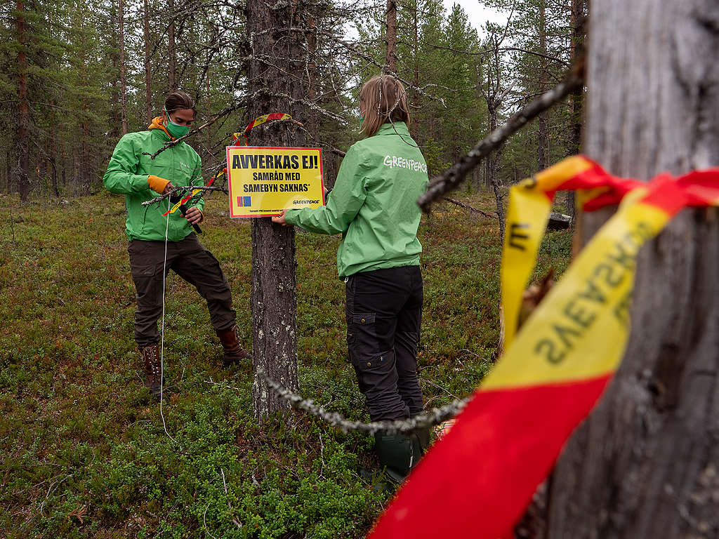 Aktivister från Greenpeace är nu på plats i Muonio sameby för att protestera mot Sveaskogs planerade avverkingar av lavskogar som är viktiga renbetesområden.