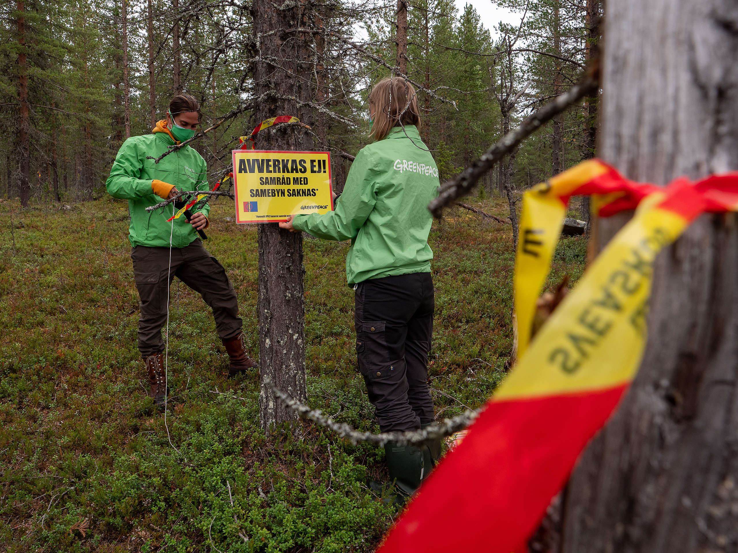 Aktivister från Greenpeace är nu på plats i Muonio sameby för att protestera mot Sveaskogs planerade avverkingar av lavskogar som är viktiga renbetesområden.