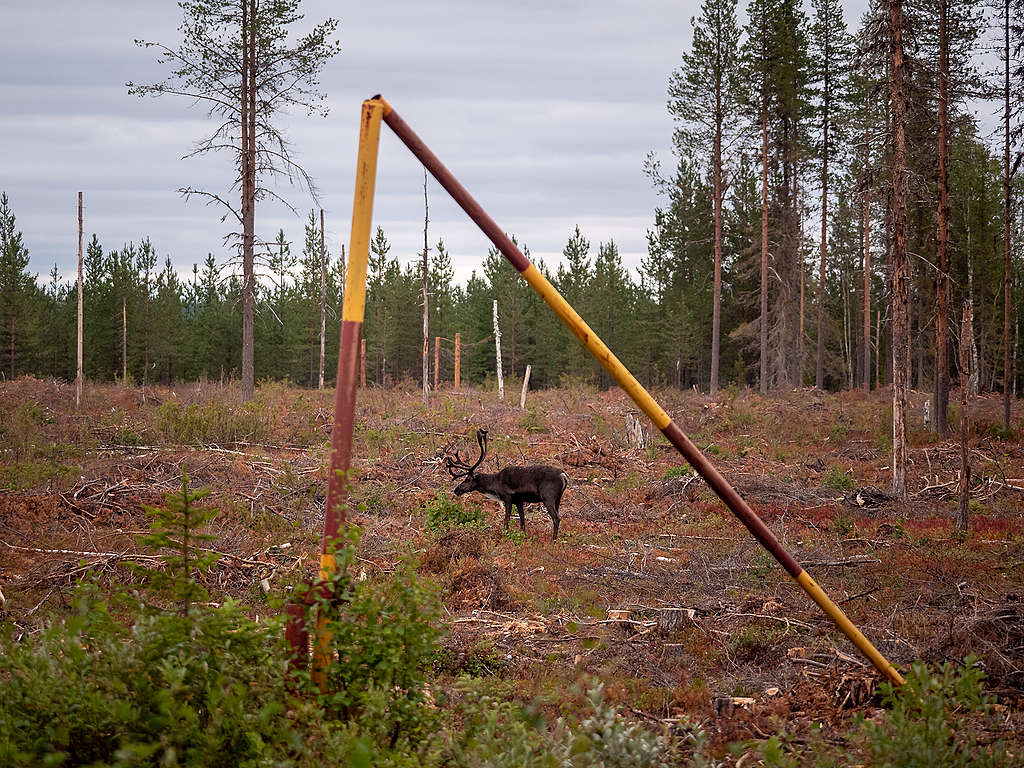 Aktivister från Greenpeace är nu på plats i Muonio sameby för att protestera mot Sveaskogs planerade avverkingar av lavskogar som är viktiga renbetesområden.