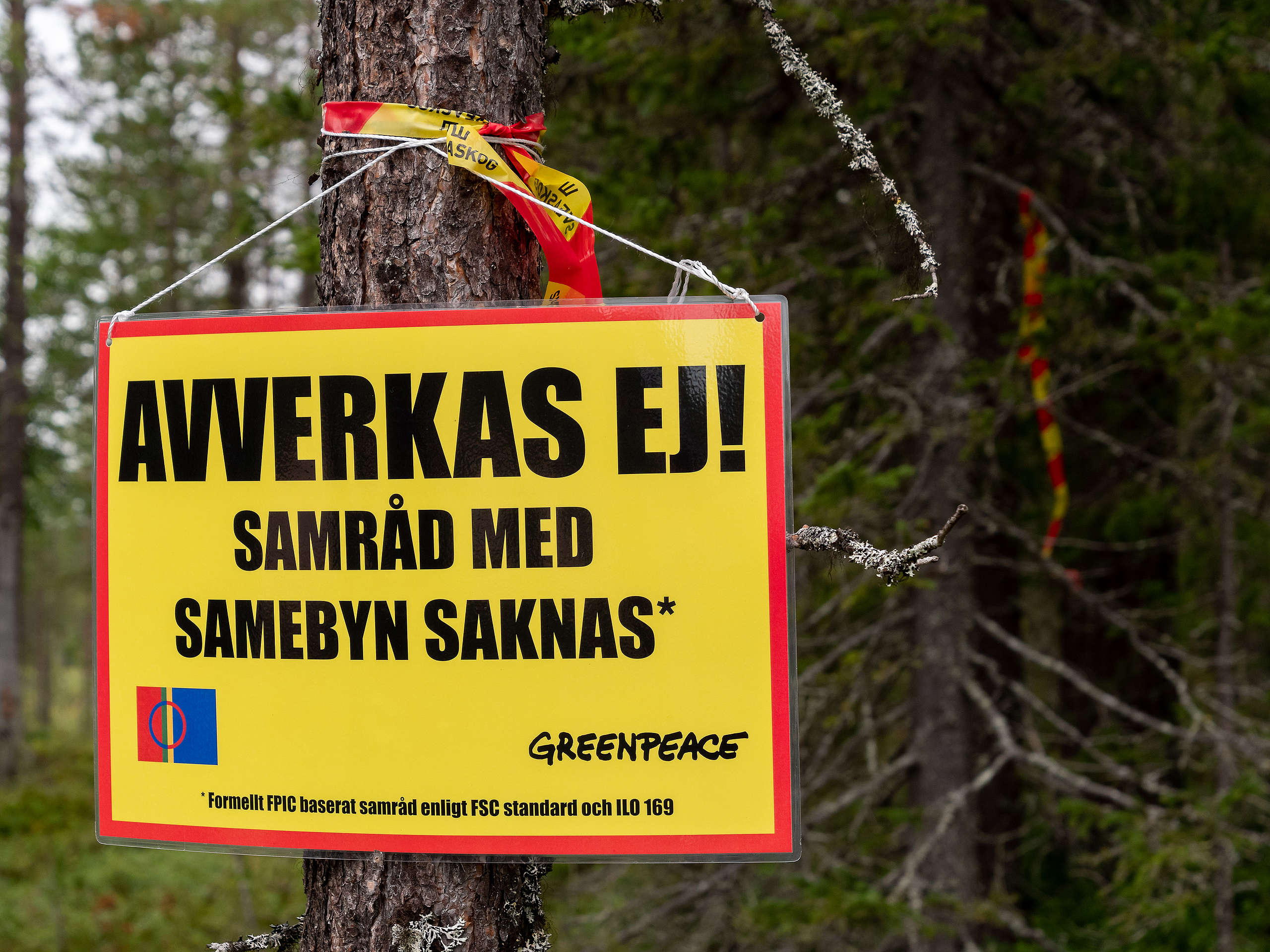 Bild från när aktivister från Greenpeace var på plats i Muonio sameby för att protestera mot Sveaskogs planerade avverkningar av lavskogar som är viktiga renbetesområden.