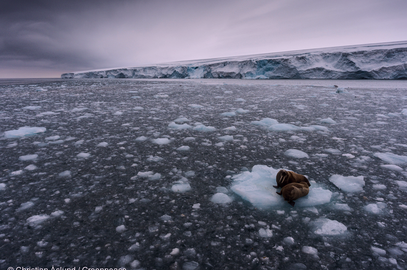 Två valrossar som ligger på ett isblock i Arktis