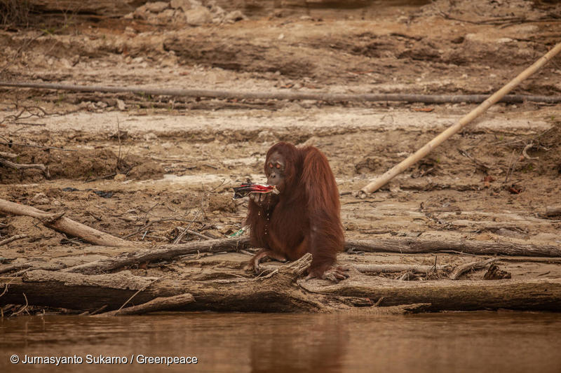 Orangutang tar skydd vid en flod från bränder