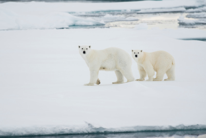 Två isbjörnar går på ett isblock i Arktis
