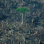 Rekordstor skövling i Amazonas samtidigt som IPCC-rapport understryker vikten av ökat skogsskydd