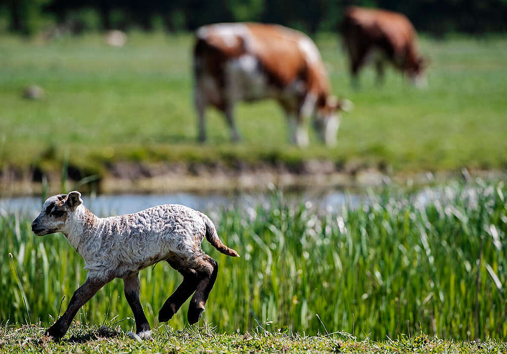 Lamb in Biodynamic Farm Pasture in Delfgauw. © Marten  van Dijl / Greenpeace