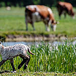 Lamb in Biodynamic Farm Pasture in Delfgauw. © Marten  van Dijl / Greenpeace