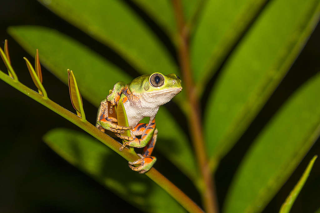 Phyllomedusa oreades in Brazil. © Andre Dib Phyllomedusa oreades in Brazil. © Andre Dib