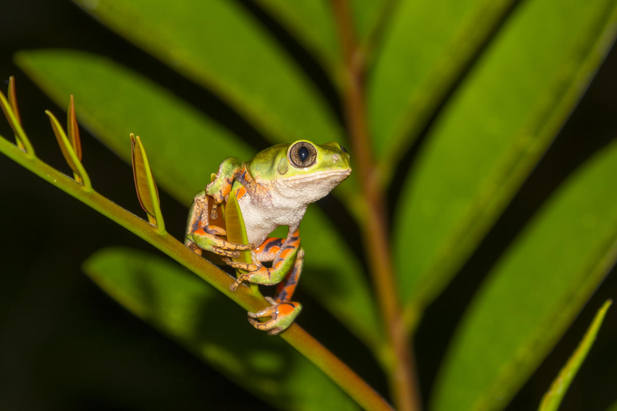 Phyllomedusa oreades in Brazil. © Andre Dib