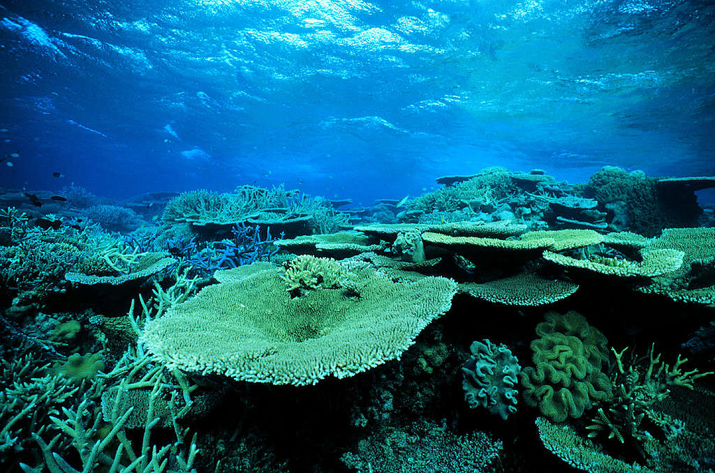 Plate coral scene. Challenger Bay, Great Barrier Reef, Australia. © Greenpeace / Roger Grace