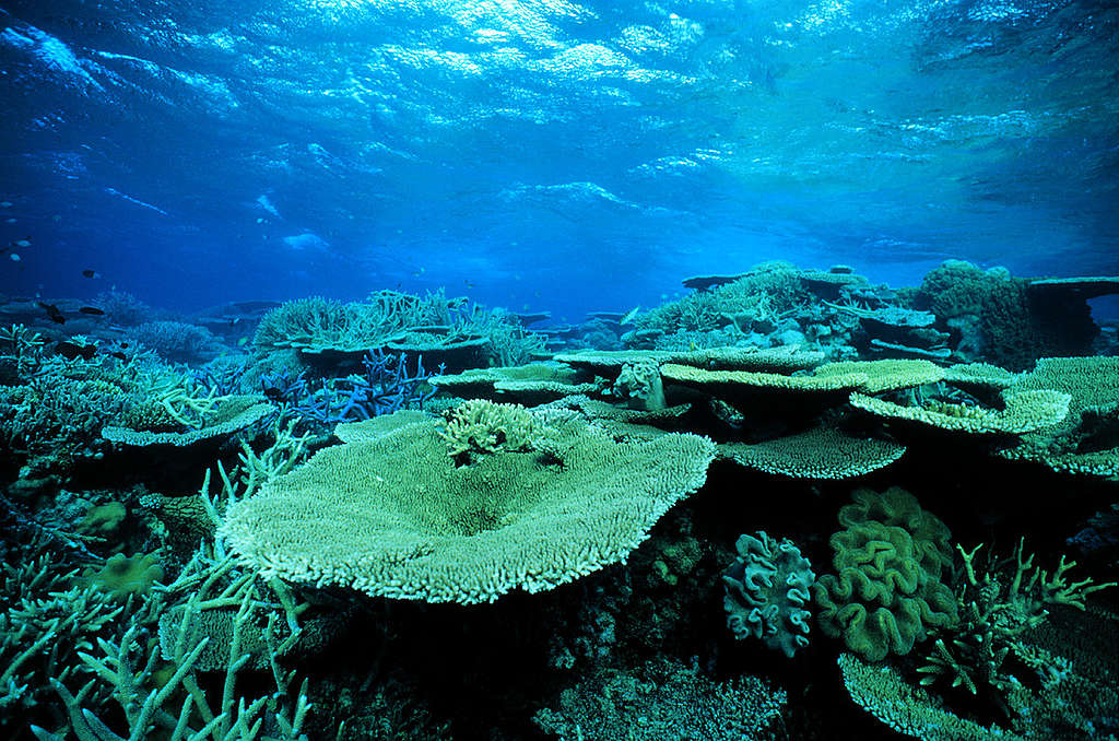 Plate coral scene. Challenger Bay, Great Barrier Reef, Australia. © Greenpeace / Roger Grace Plate coral scene. Challenger Bay, Great Barrier Reef, Australia. © Greenpeace / Roger Grace