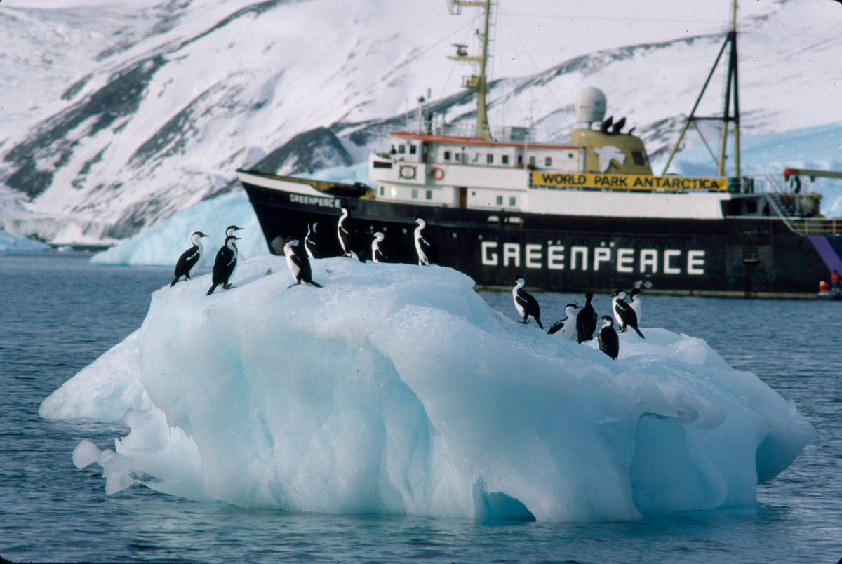 Greenpeace skepp i Antarktis bakom ett isberg med pingviner