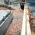 West African Fishery Discard.