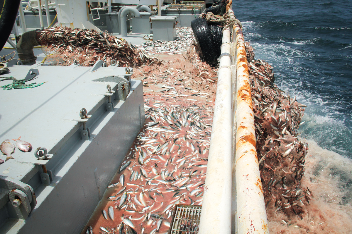 West African Fishery Discard.