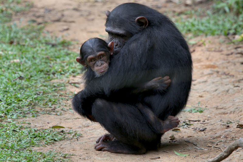 schimpansbaby med mamma