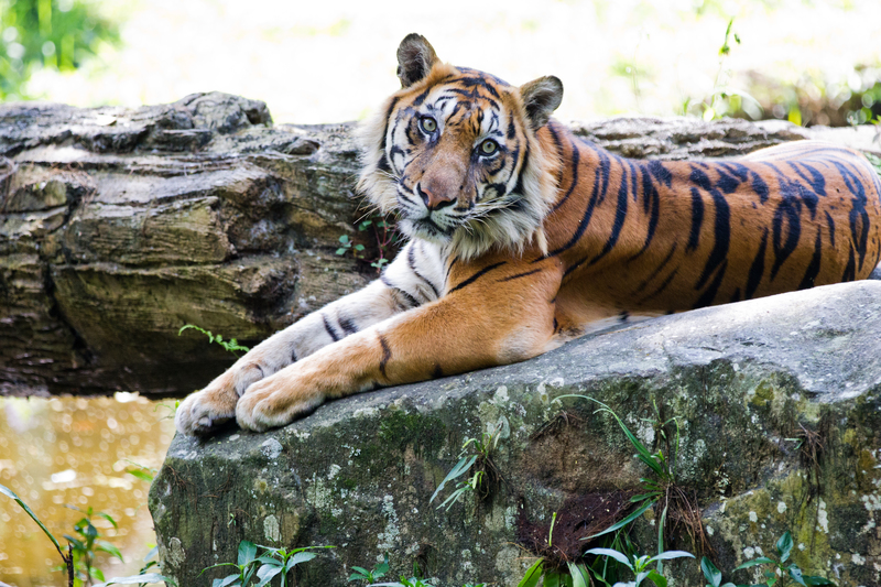 Vilande tiger i Sumatra, Indien