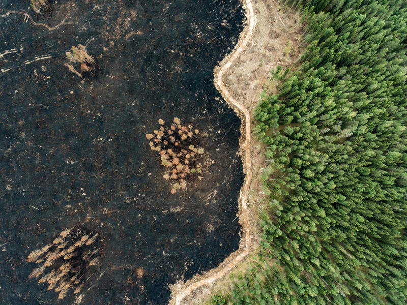 Kanten av ett kalhygge i en nordisk granskog