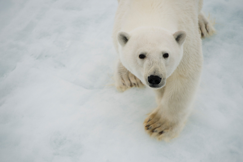Isbjörn i Arktis som får allt svårare att hitta föda och överleva när isarna smälter, på grund av växthusgaser 
