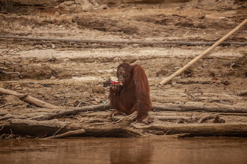 Ensam orangutang på kalhygge i Indonesien