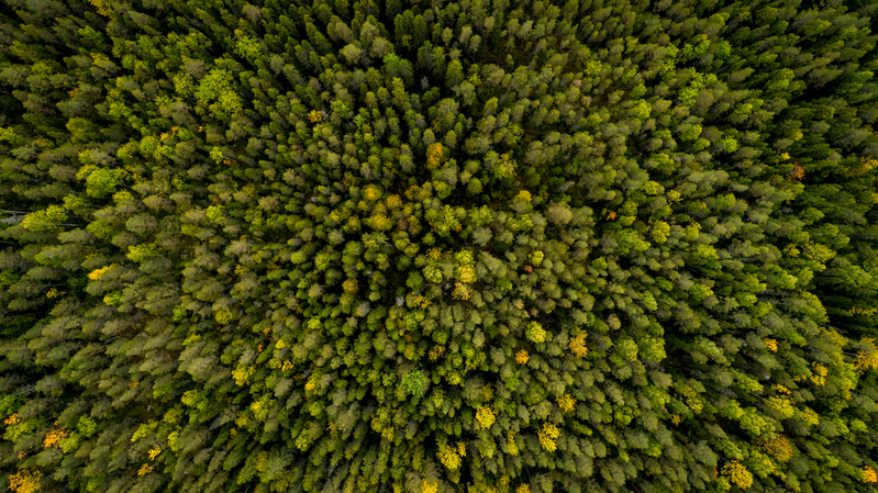 Bild på träd tagna rakt uppifrån från luften