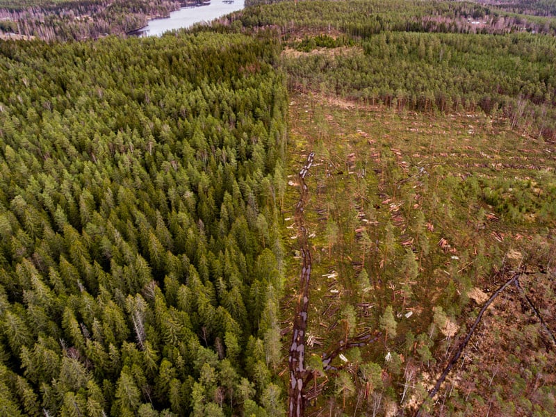 Flygbild som visar gränsen mellan skog och kalhygge som skär genom landskapet.