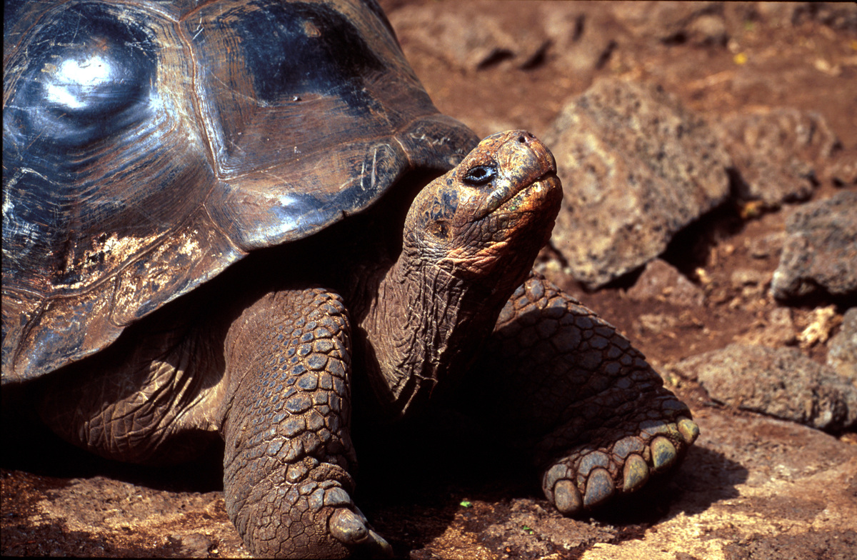 Close up of tortoise, rocks in background.