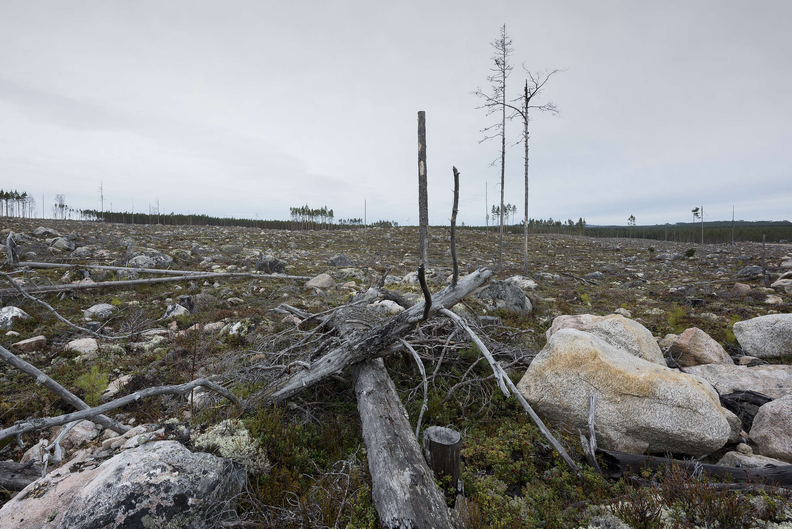 Riksdagsbeslut om skogspolitiken – Greenpeace varnar för ökad förlust av skyddsvärd natur