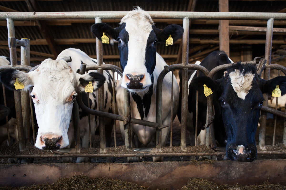 Organic Milk Production in Northern Germany. © Lucas Wahl / Greenpeace
