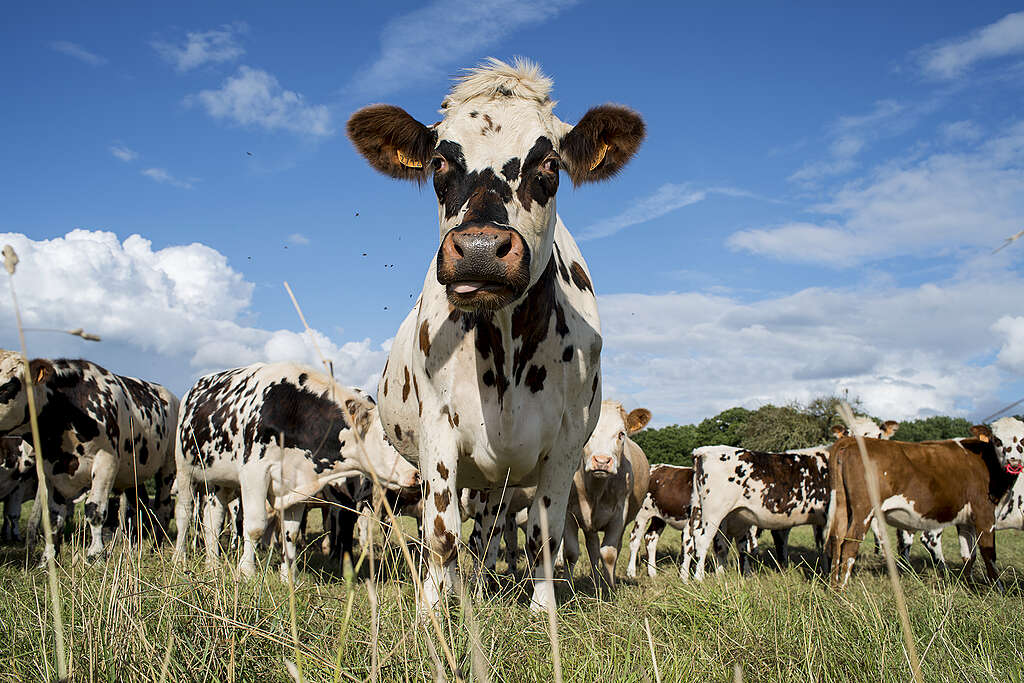Betesrätten är inte bara viktig för kornas välbefinnande, utan också för den biologiska mångfalden och öppna landskap
