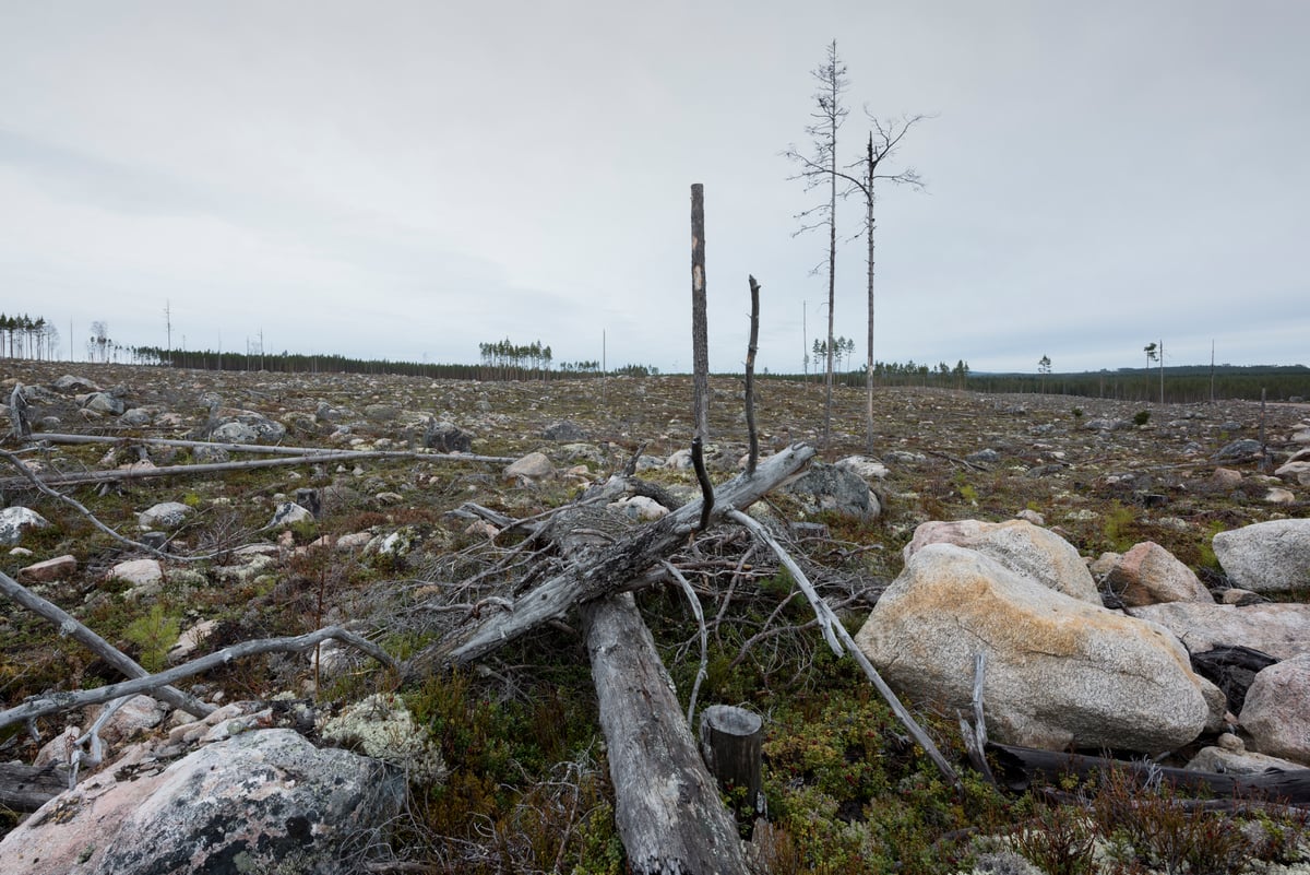 Regeringens skogsutredning vill cementera industrins makt