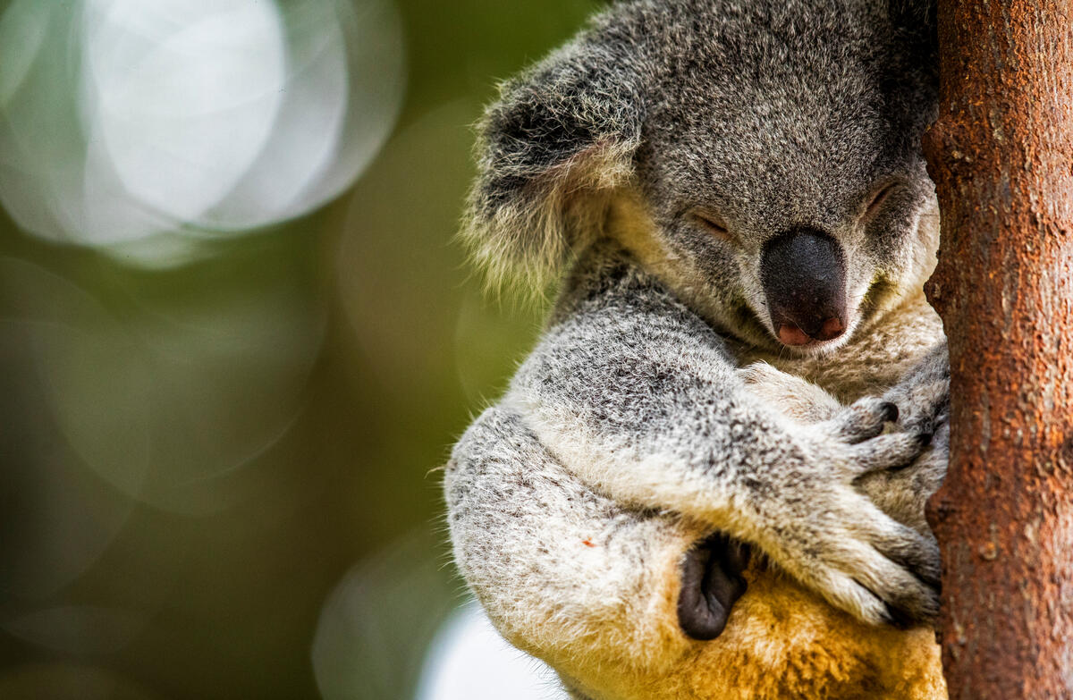 Koala in Australia. © Paul Hilton / Earth Tree Images