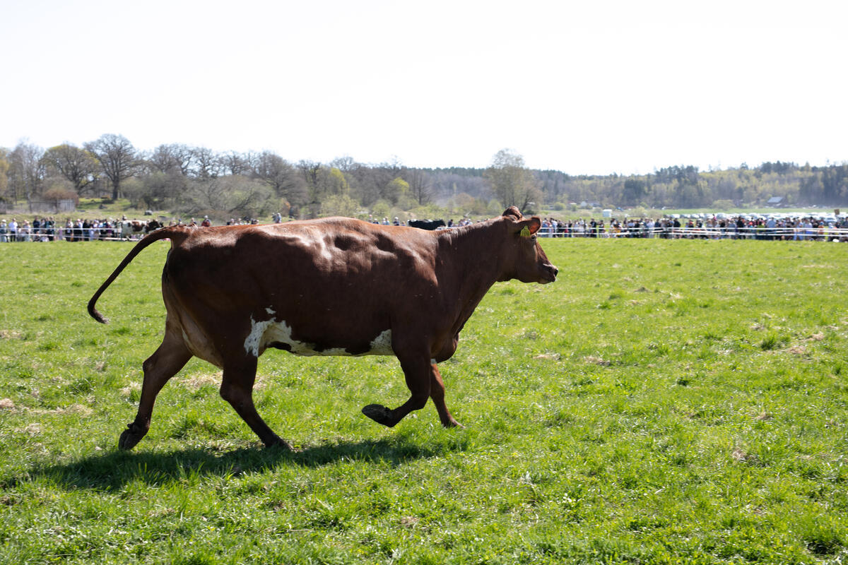 Protest at Cow Rally to Reveal Farmers Federations Hidden Plan in Sweden. © Johanna Hanno / Greenpeace