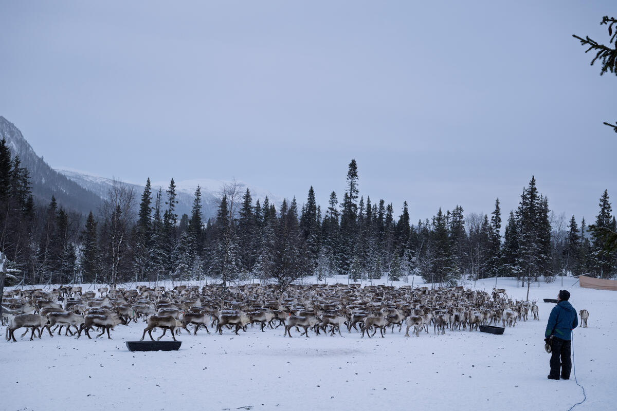Reindeer and Forest Documentation in Jämtland. © Christian Åslund / Greenpeace