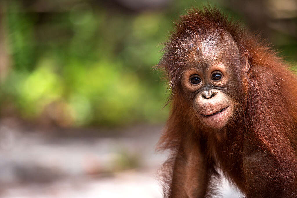 Orangutan at BOS Nyaru Menteng Orangutan Rescue Center in Indonesia. © Bjorn Vaugn / BOSF / Greenpeace