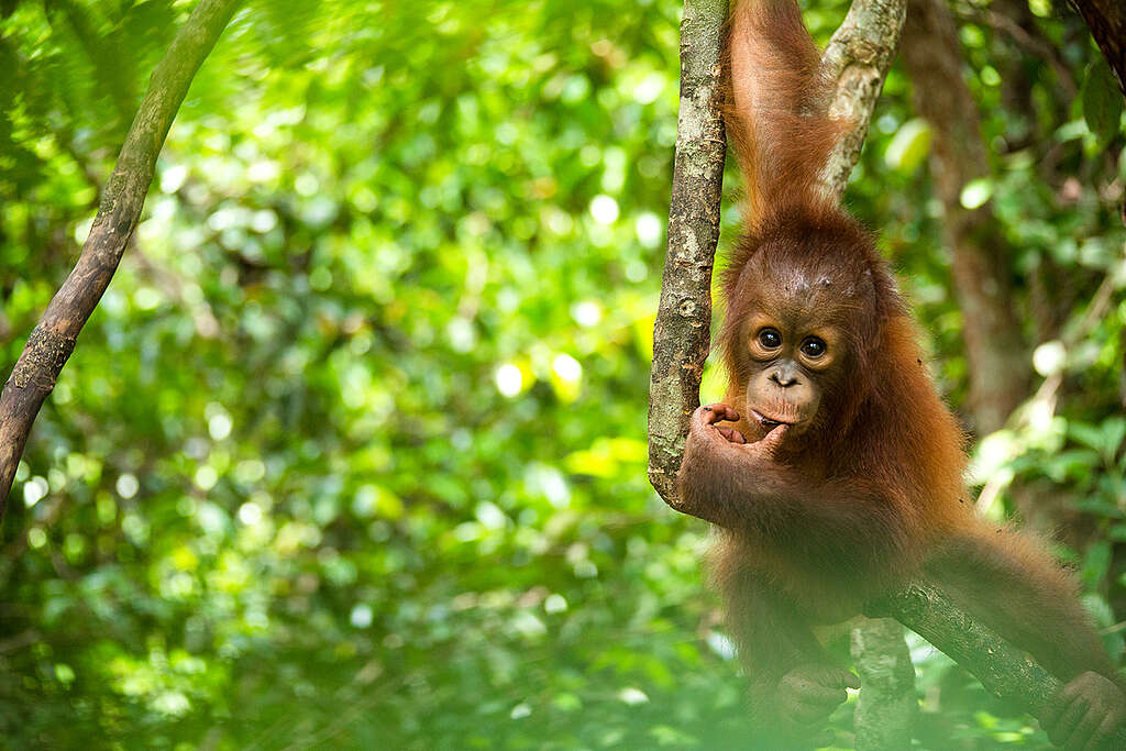 Orangutan at BOS Nyaru Menteng Orangutan Rescue Center in Indonesia. © Bjorn Vaugn / BOSF / Greenpeace