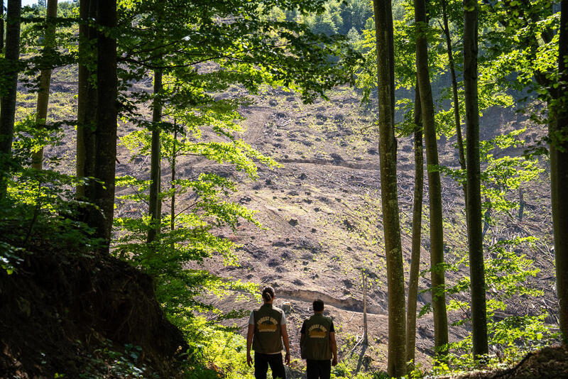 Background Photo of Clear-Cutting Investigations
Hintergrundfoto zu den Investitionen zu Kahlschlägen